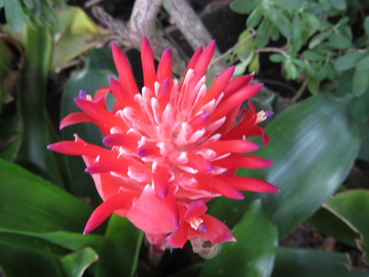 Flower Paradise Bungalows & Swiss Restaurant Roestiland Lamai Beach  Exteriör bild