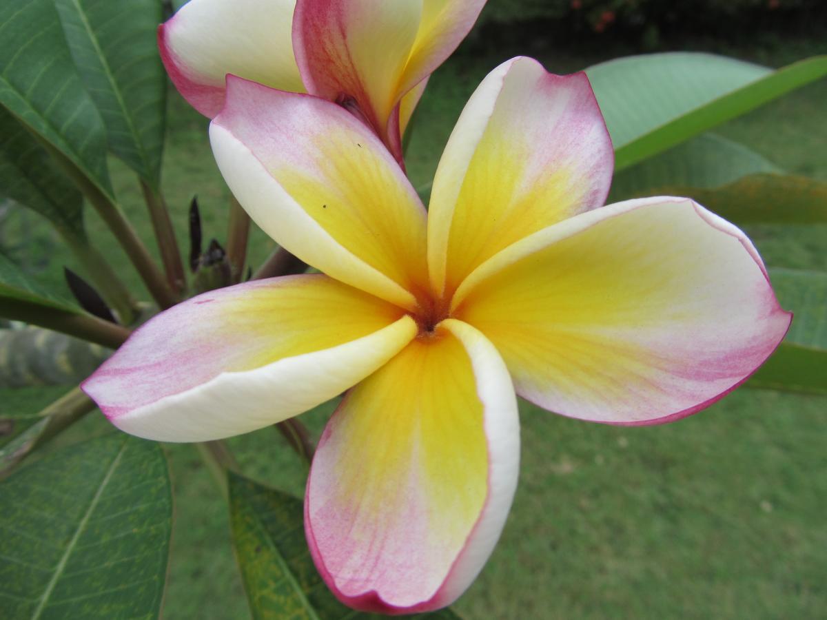 Flower Paradise Bungalows & Swiss Restaurant Roestiland Lamai Beach  Exteriör bild